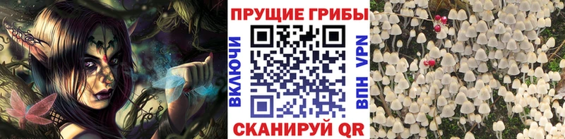 Галлюциногенные грибы Psilocybine cubensis  Камень-на-Оби 