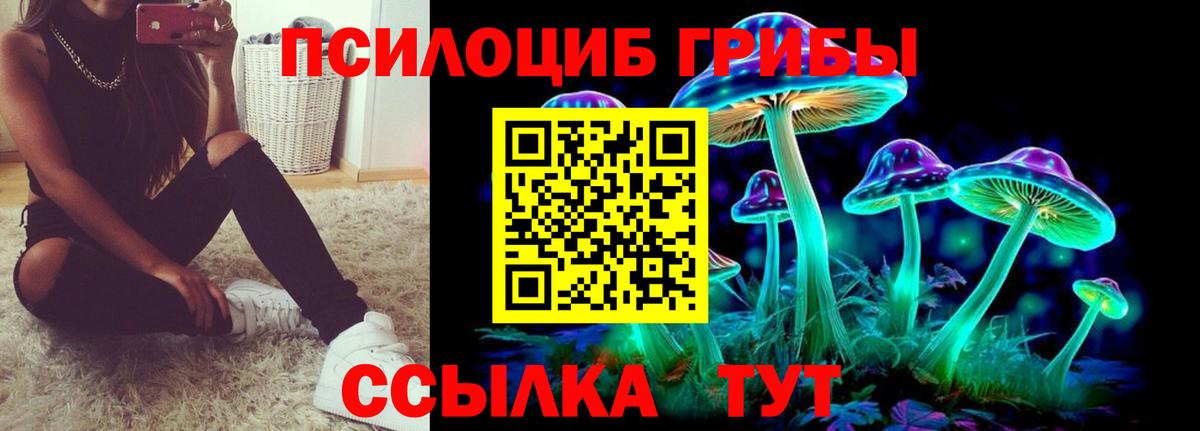 Галлюциногенные грибы Psilocybine cubensis Камень-на-Оби